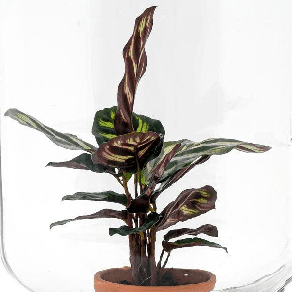 Calathea makoyana | Easyplant 2 - LushLeaf | Online planten bestellen