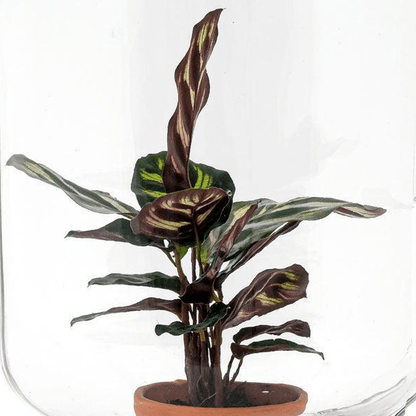 Calathea makoyana | Easyplant 2 - LushLeaf | Online planten bestellen