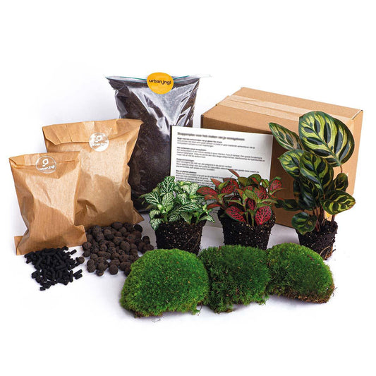 Calathea Makoyana - Planten terrarium pakket - Navulling & Startpakket | DIY 1 - LushLeaf | Online planten bestellen