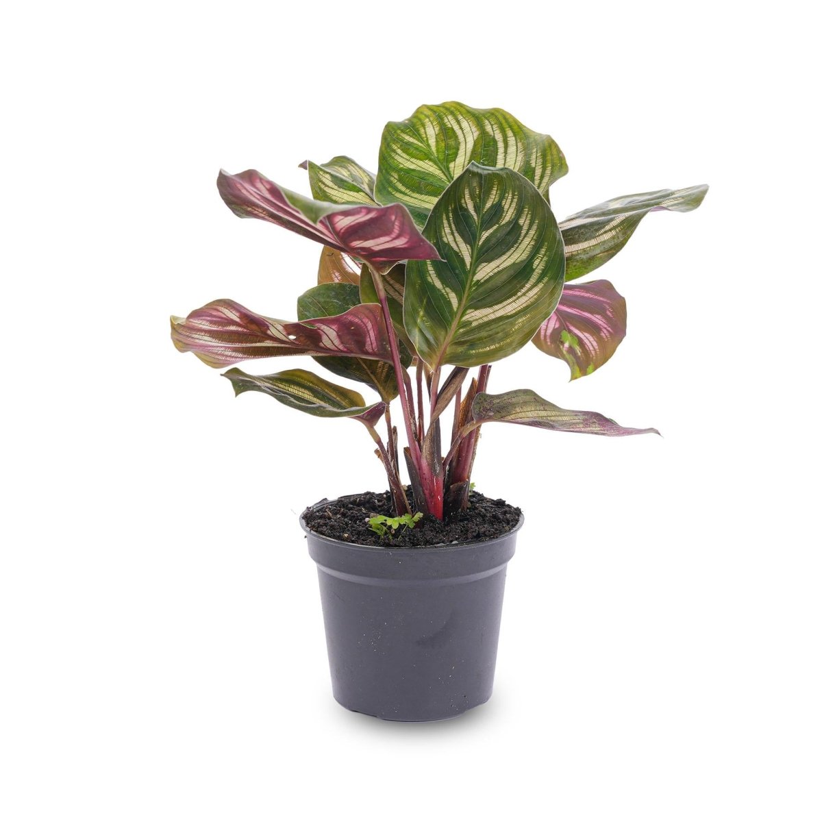 Calathea Makoyana | Terrarium plant 1 - LushLeaf | Online planten bestellen