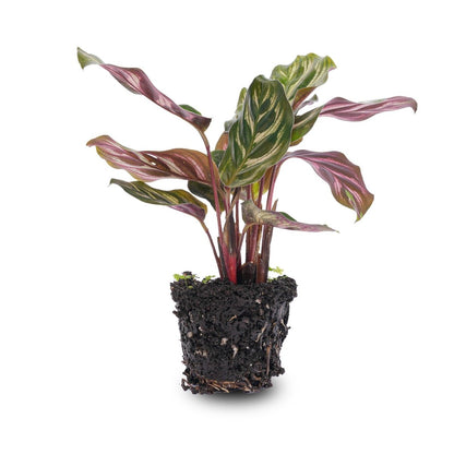 Calathea Makoyana | Terrarium plant 3 - LushLeaf | Online planten bestellen