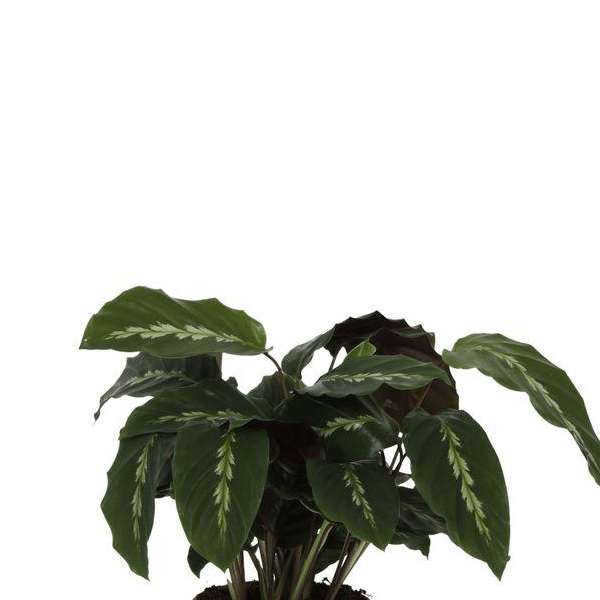 Calathea Maui Queen 2 - LushLeaf | Online planten bestellen