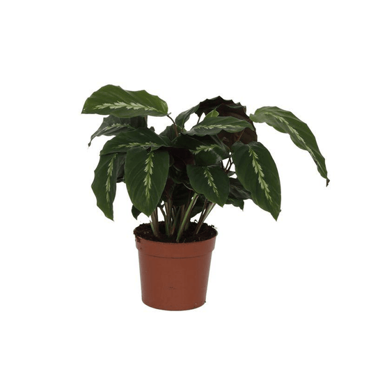 Calathea Maui Queen 1 - LushLeaf | Online planten bestellen