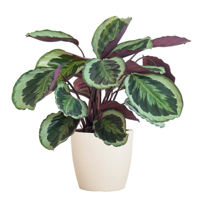 Calathea Medaillon met pot 6 - LushLeaf | Online planten bestellen