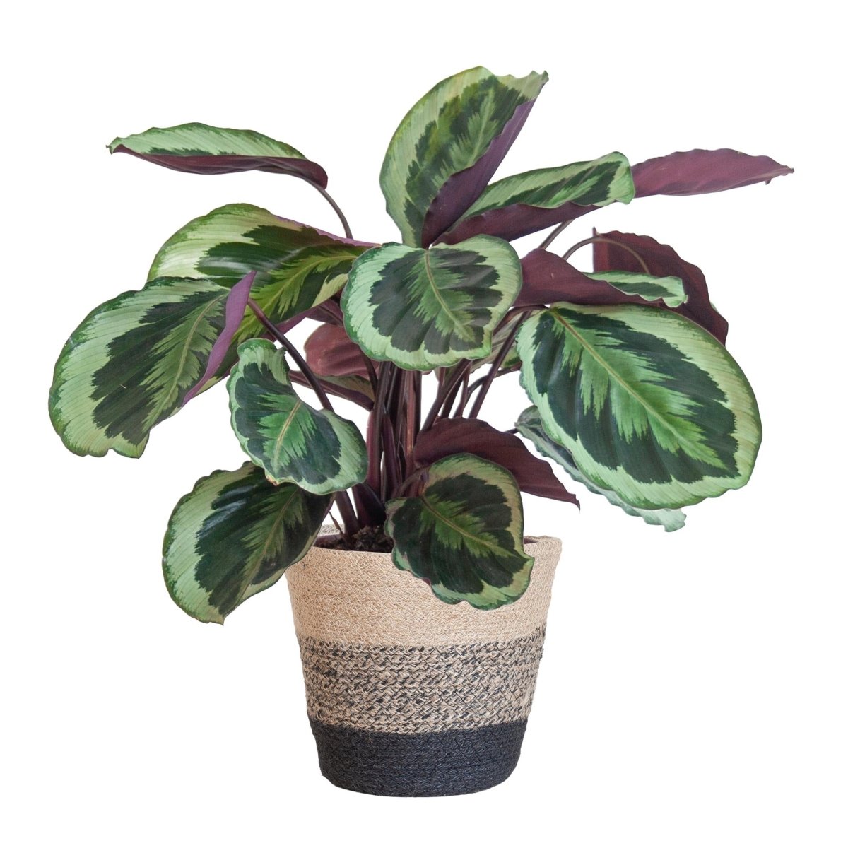 Calathea Medaillon met pot 4 - LushLeaf | Online planten bestellen