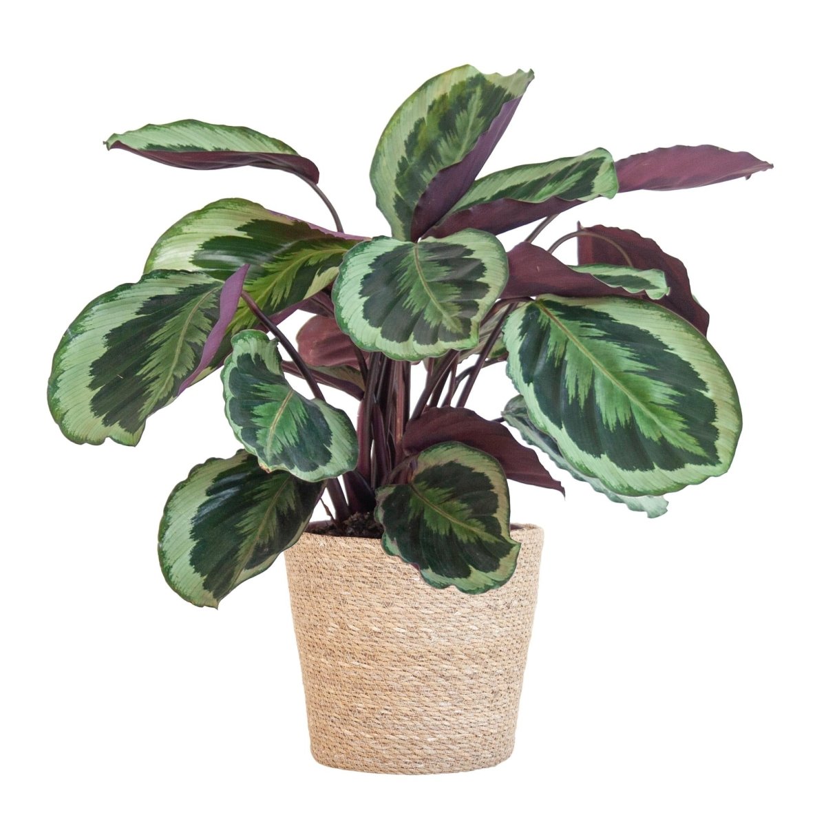 Calathea Medaillon met pot 5 - LushLeaf | Online planten bestellen