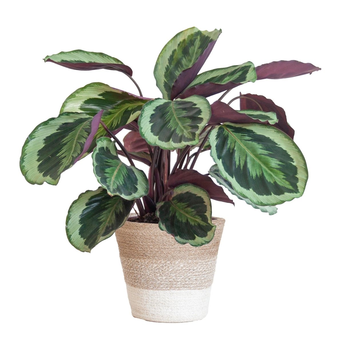 Calathea Medaillon met pot 1 - LushLeaf | Online planten bestellen