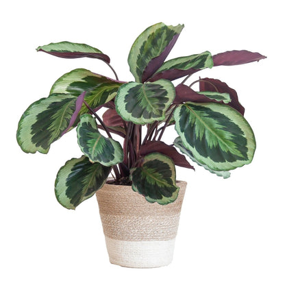 Calathea Medaillon met pot 1 - LushLeaf | Online planten bestellen