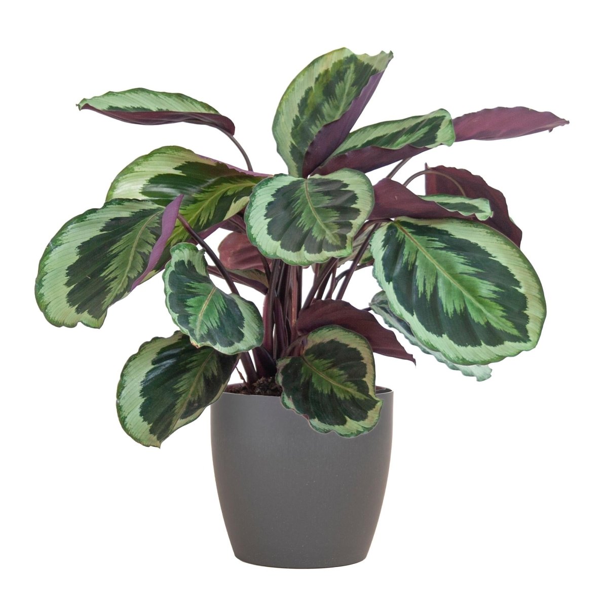 Calathea Medaillon met pot 7 - LushLeaf | Online planten bestellen