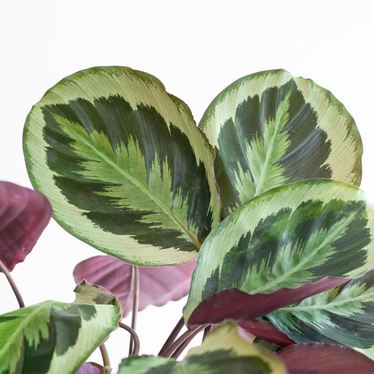 Calathea Medaillon met pot 2 - LushLeaf | Online planten bestellen