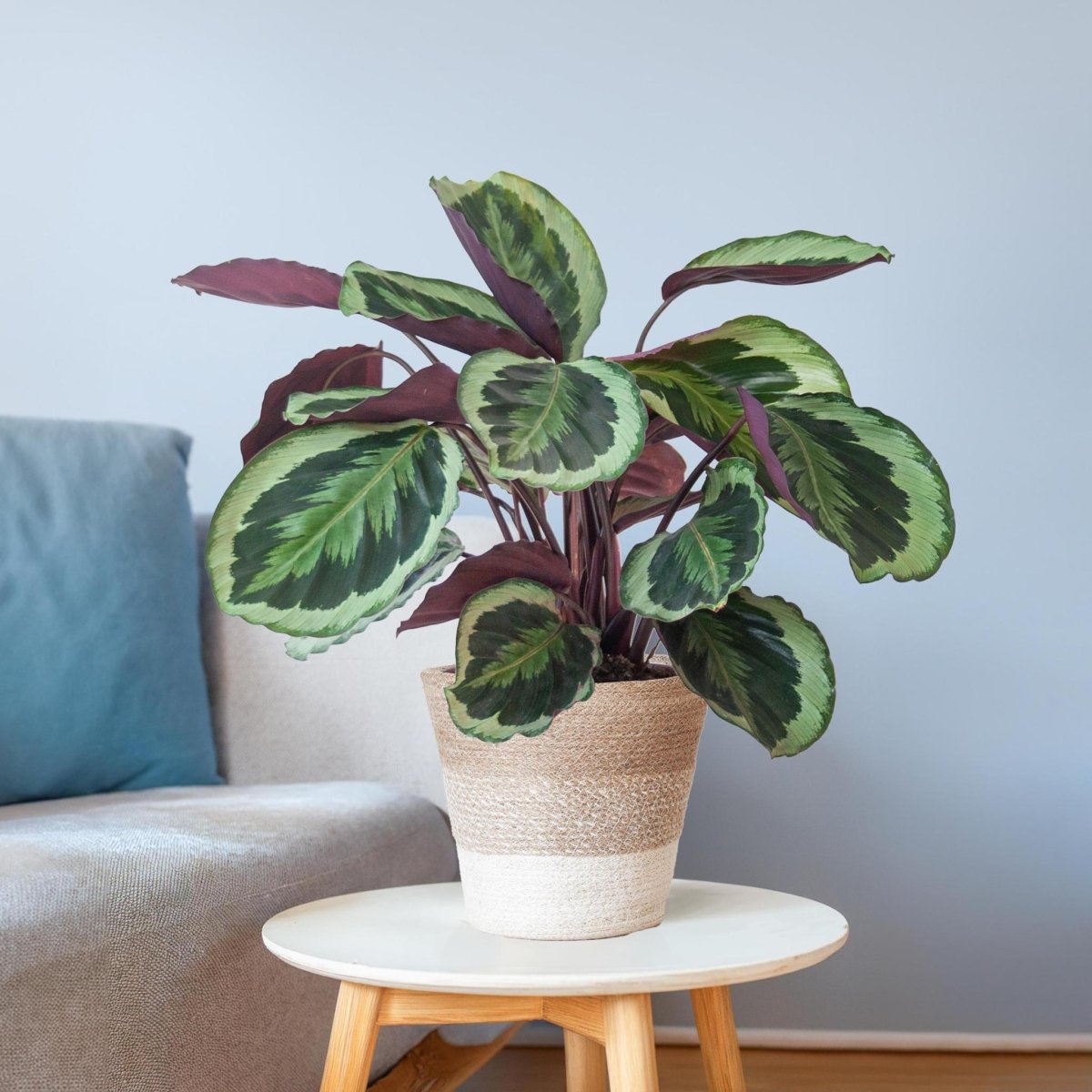 Calathea Medaillon met pot 3 - LushLeaf | Online planten bestellen