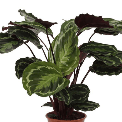 Calathea Medallion 2 - LushLeaf | Online planten bestellen