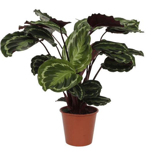 Calathea Medallion 1 - LushLeaf | Online planten bestellen