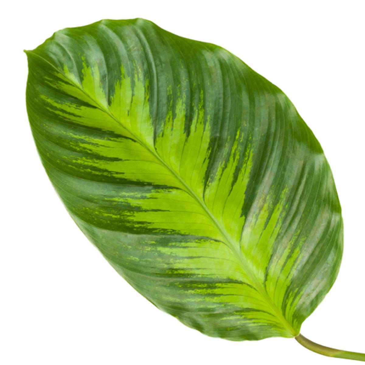 Calathea Misto 3 - LushLeaf | Online planten bestellen
