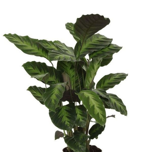 Calathea Misto 2 - LushLeaf | Online planten bestellen