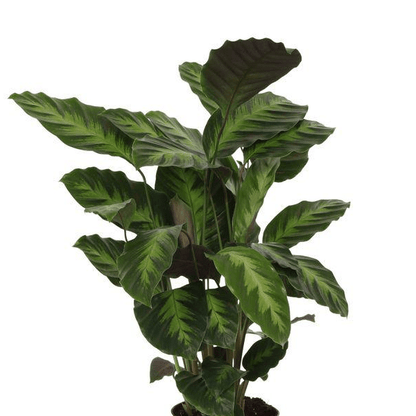 Calathea Misto 2 - LushLeaf | Online planten bestellen