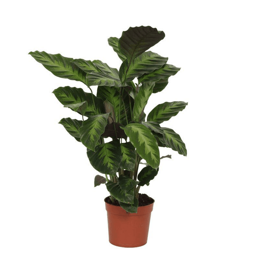 Calathea Misto 1 - LushLeaf | Online planten bestellen