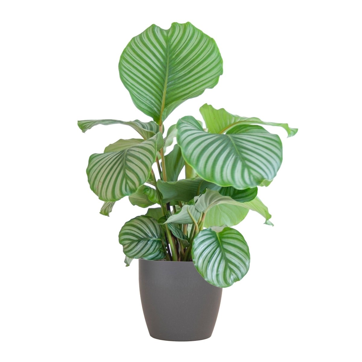 Calathea Orbifolia met pot 8 - LushLeaf | Online planten bestellen