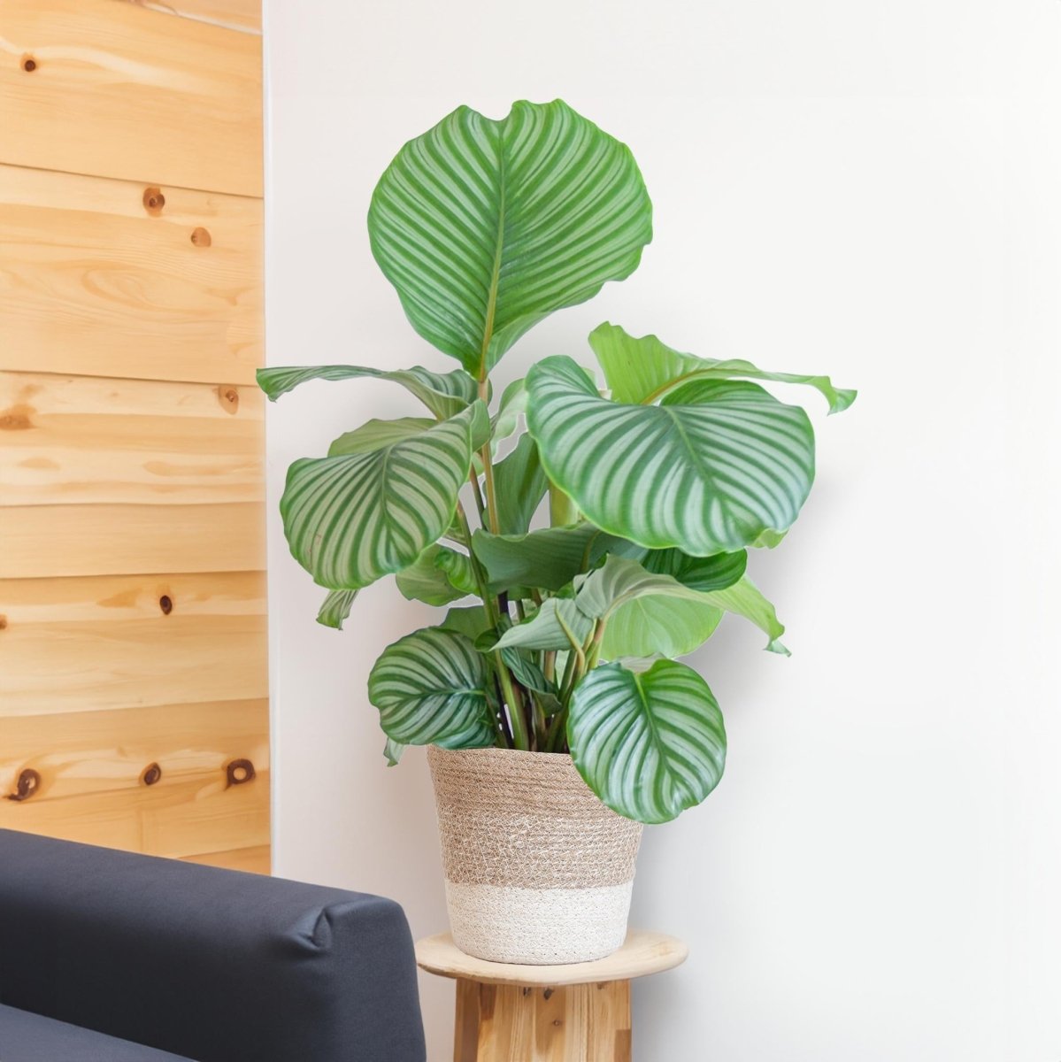 Calathea Orbifolia met pot 4 - LushLeaf | Online planten bestellen