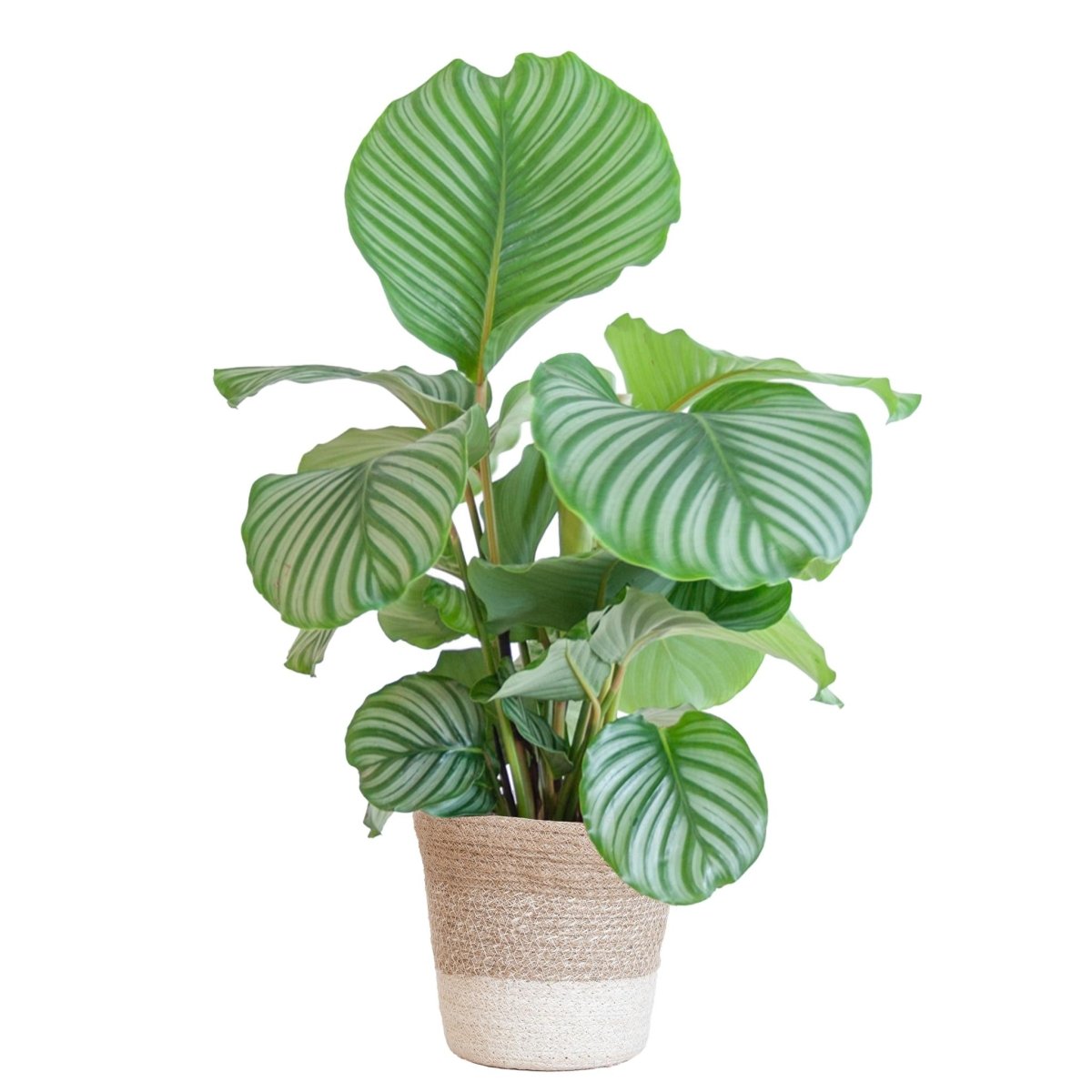 Calathea Orbifolia met pot 1 - LushLeaf | Online planten bestellen