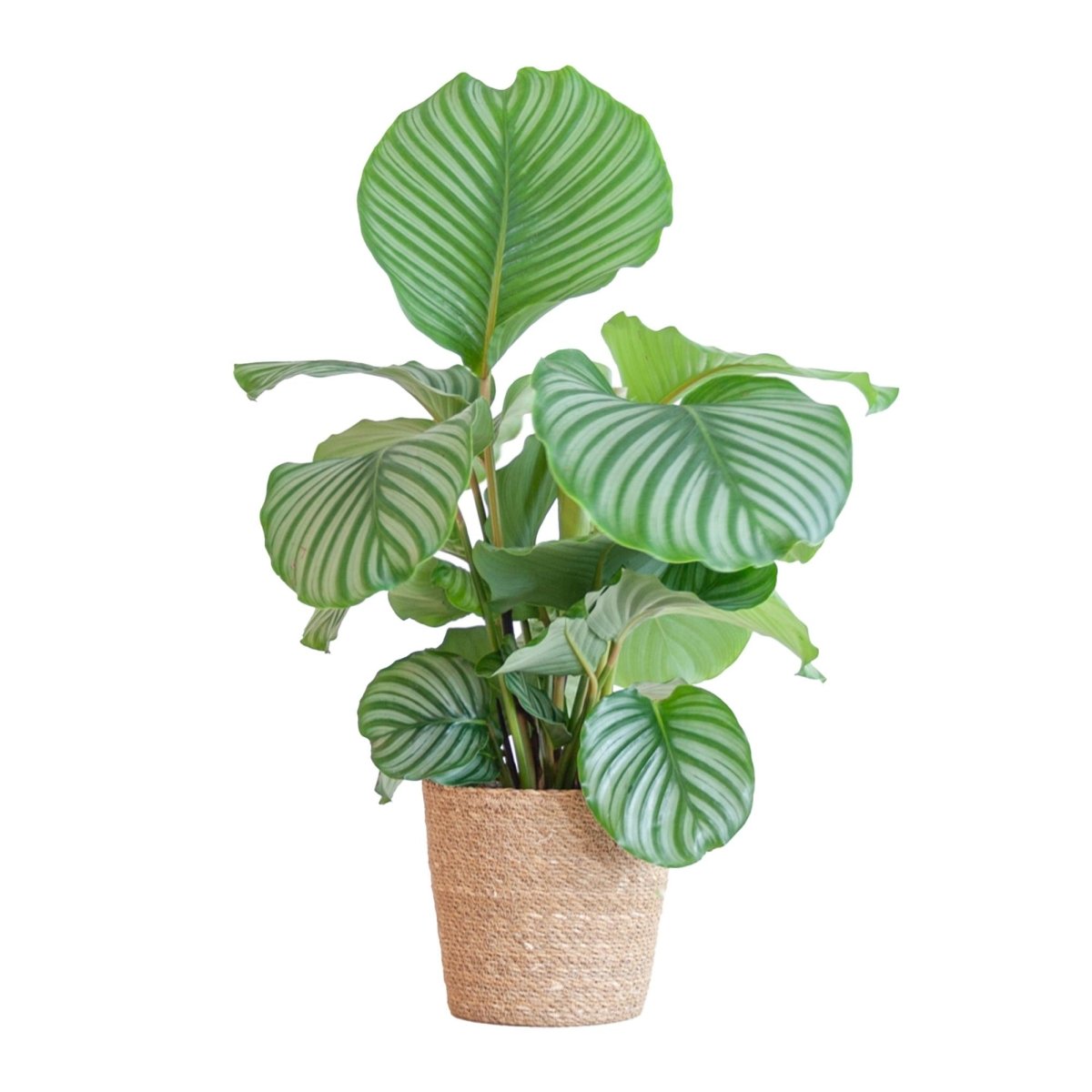 Calathea Orbifolia met pot 6 - LushLeaf | Online planten bestellen