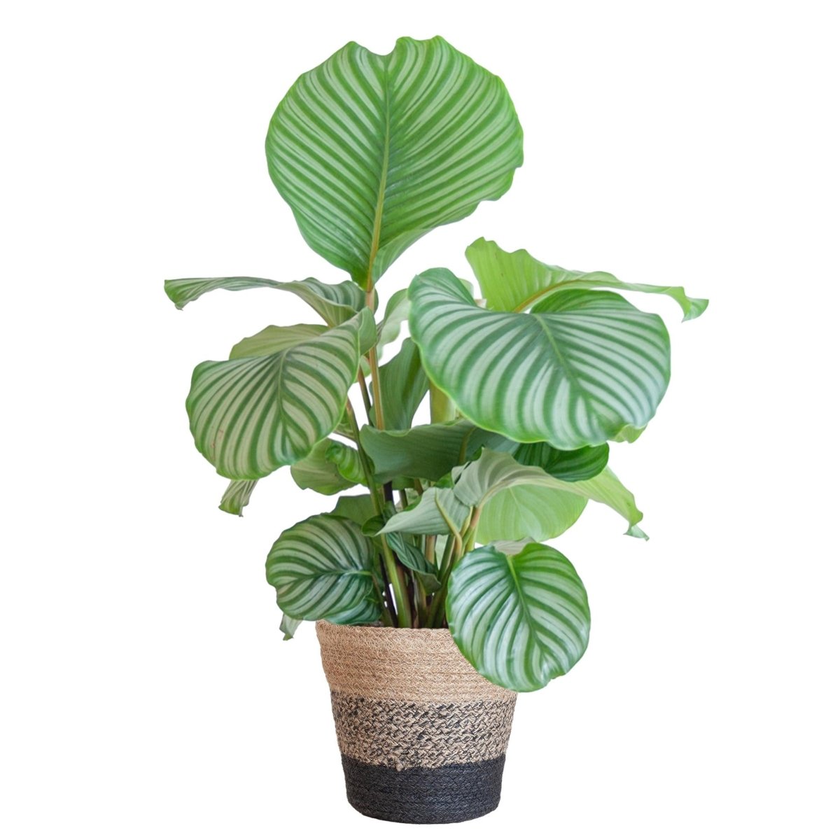 Calathea Orbifolia met pot 5 - LushLeaf | Online planten bestellen