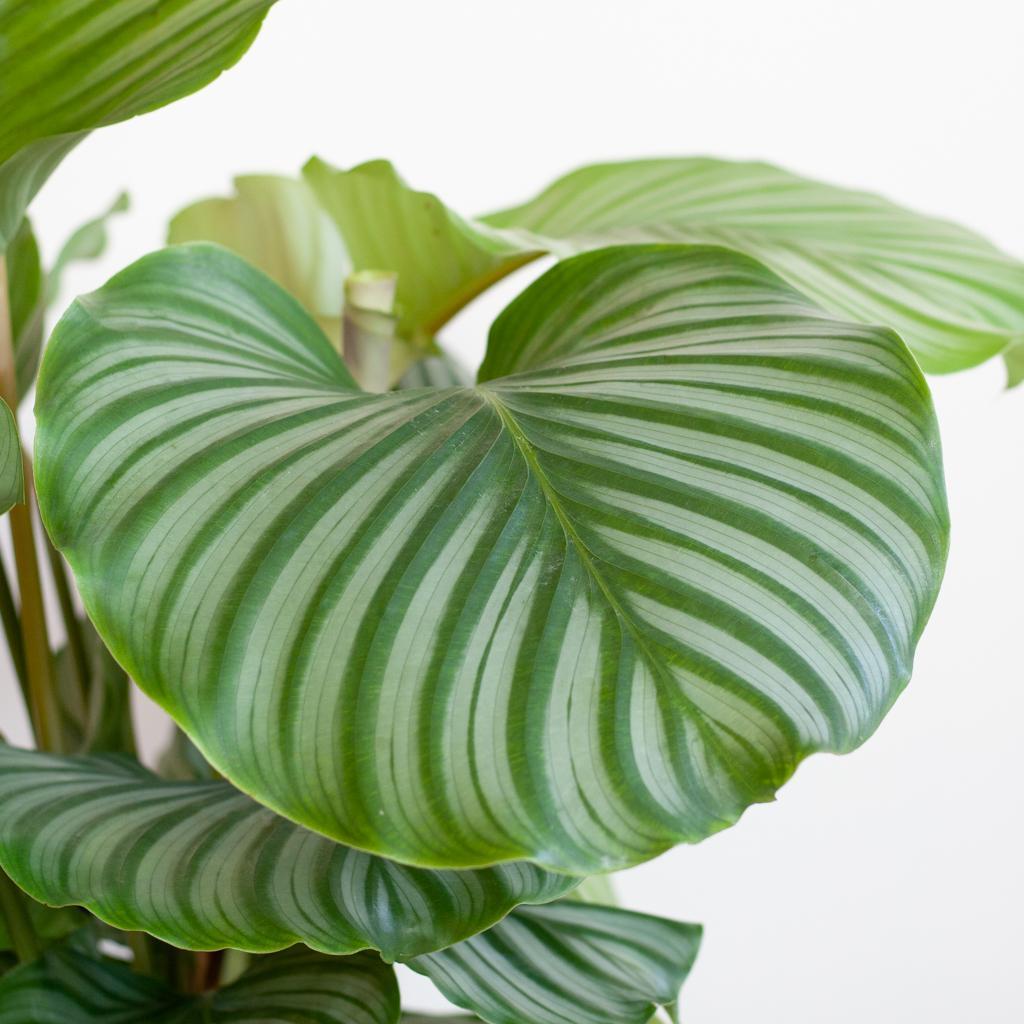Calathea Orbifolia met pot 2 - LushLeaf | Online planten bestellen