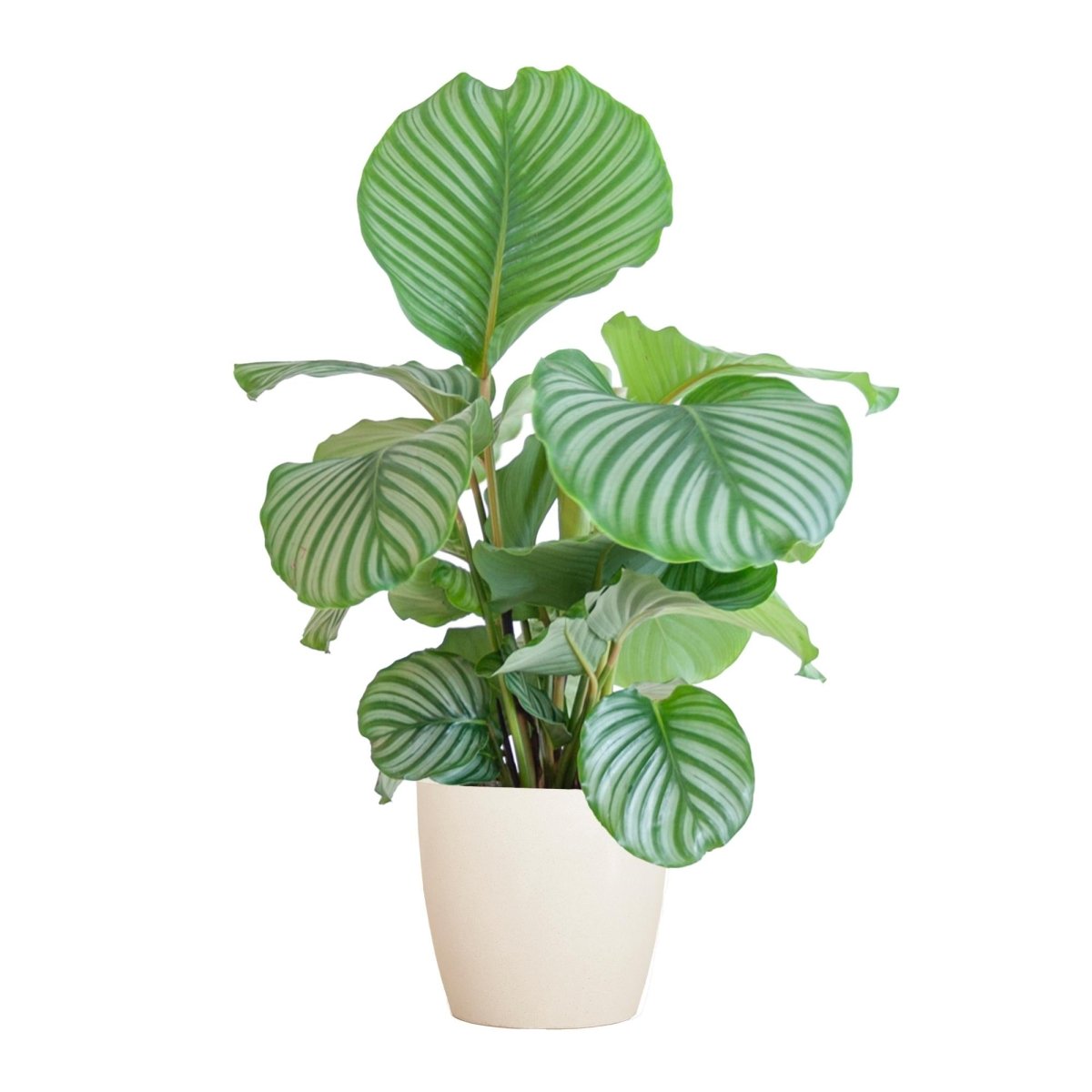 Calathea Orbifolia met pot 7 - LushLeaf | Online planten bestellen