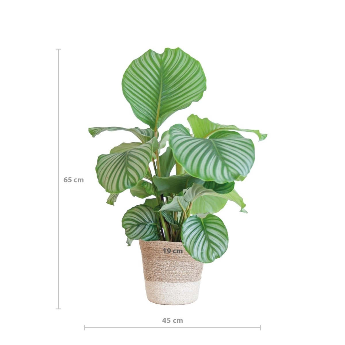 Calathea Orbifolia met pot 3 - LushLeaf | Online planten bestellen