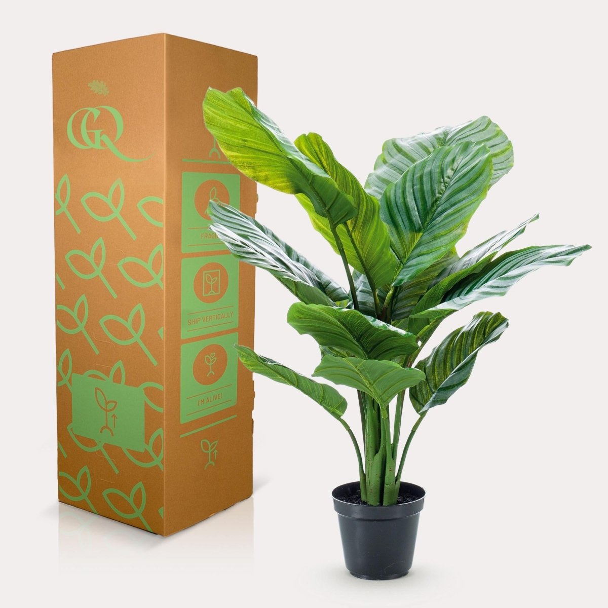 Calathea Orbifolia - Schaduwplant | Kunstplant 4 - LushLeaf | Online planten bestellen