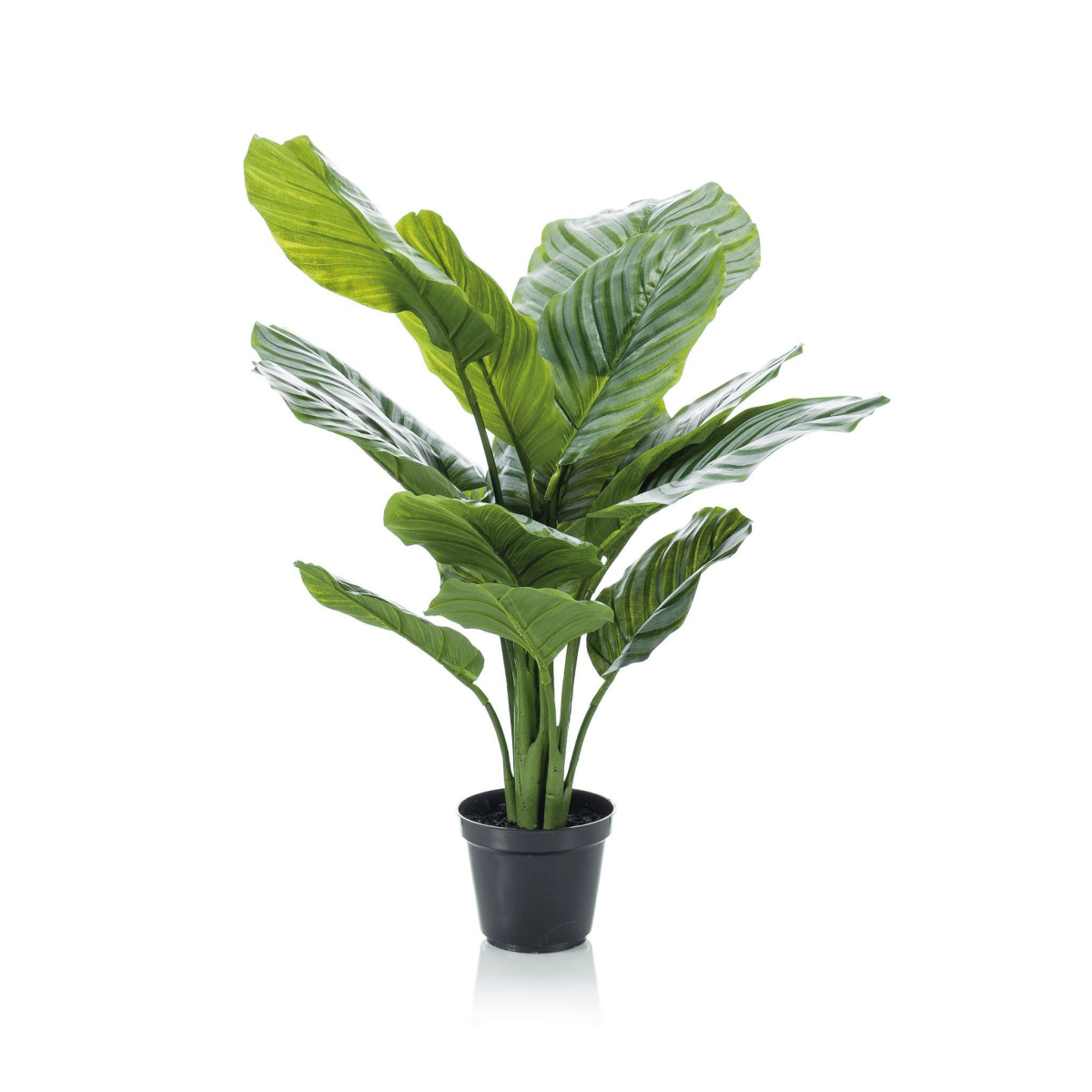 Calathea Orbifolia - Schaduwplant | Kunstplant 1 - LushLeaf | Online planten bestellen