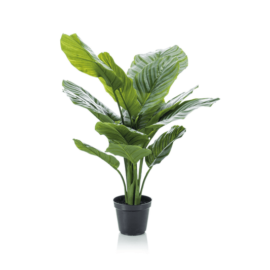 Calathea Orbifolia - Schaduwplant | Kunstplant 1 - LushLeaf | Online planten bestellen