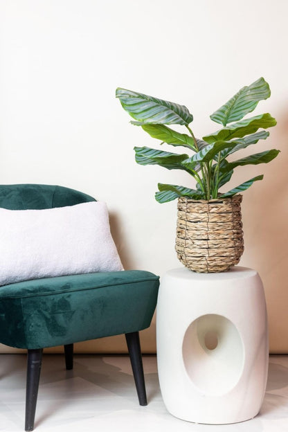 Calathea Orbifolia - Schaduwplant | Kunstplant 3 - LushLeaf | Online planten bestellen