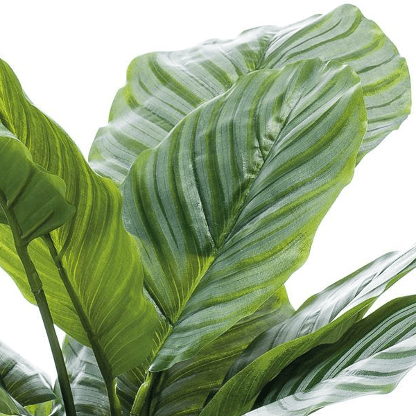 Calathea Orbifolia - Schaduwplant | Kunstplant 2 - LushLeaf | Online planten bestellen