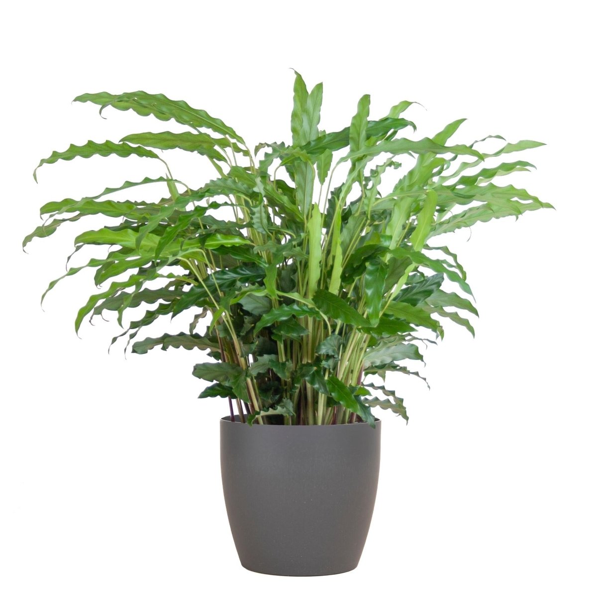 Calathea Rufibarba met pot 7 - LushLeaf | Online planten bestellen