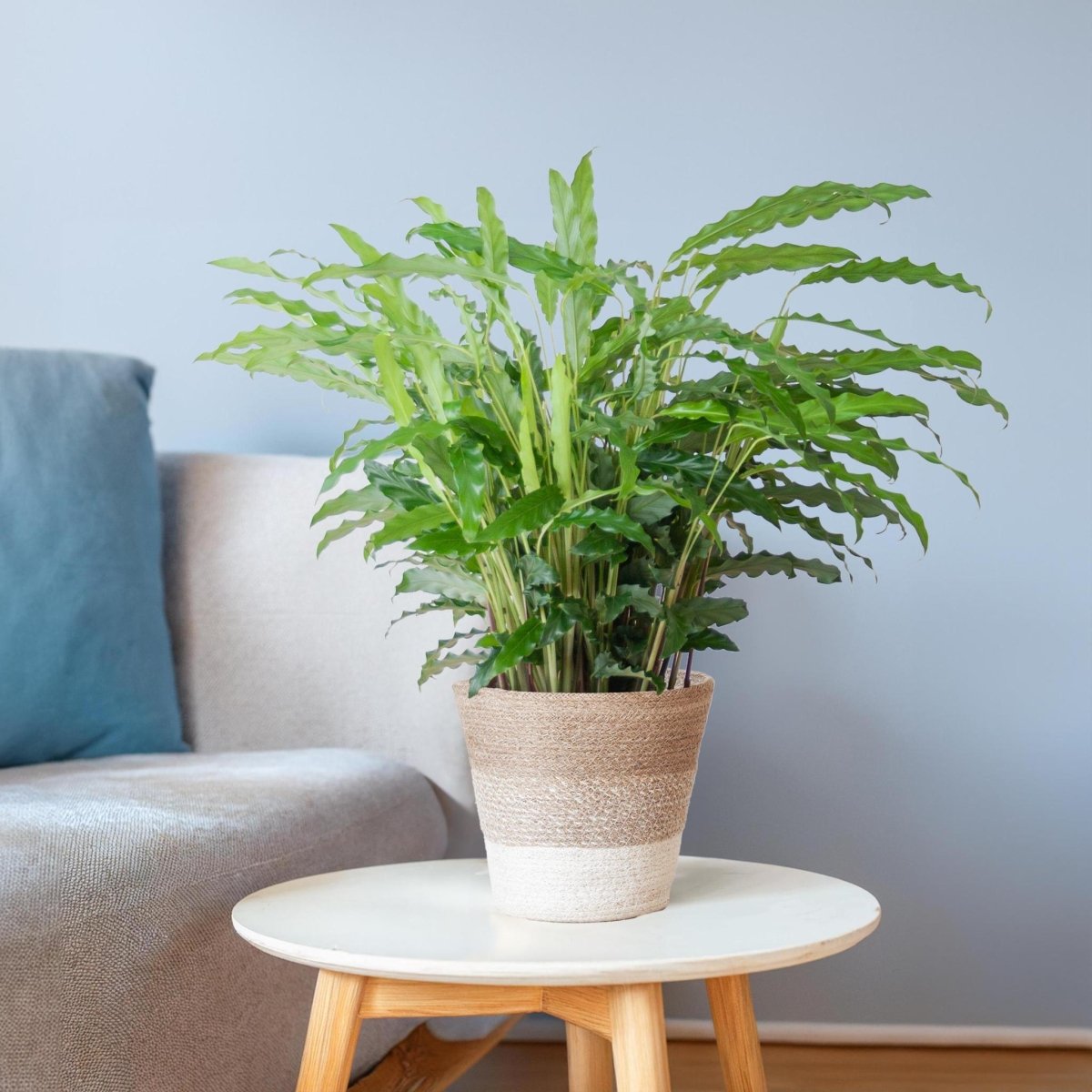 Calathea Rufibarba met pot 3 - LushLeaf | Online planten bestellen