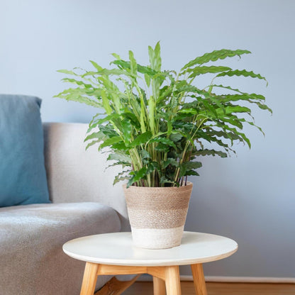 Calathea Rufibarba met pot 3 - LushLeaf | Online planten bestellen