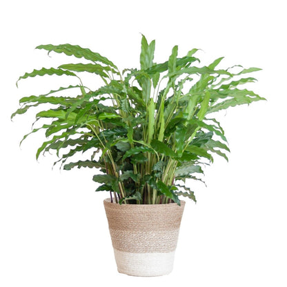 Calathea Rufibarba met pot 1 - LushLeaf | Online planten bestellen
