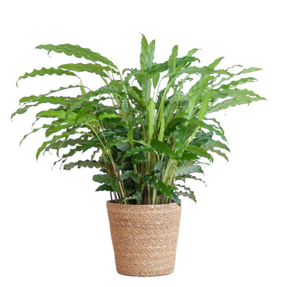 Calathea Rufibarba met pot 5 - LushLeaf | Online planten bestellen