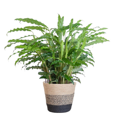 Calathea Rufibarba met pot 4 - LushLeaf | Online planten bestellen