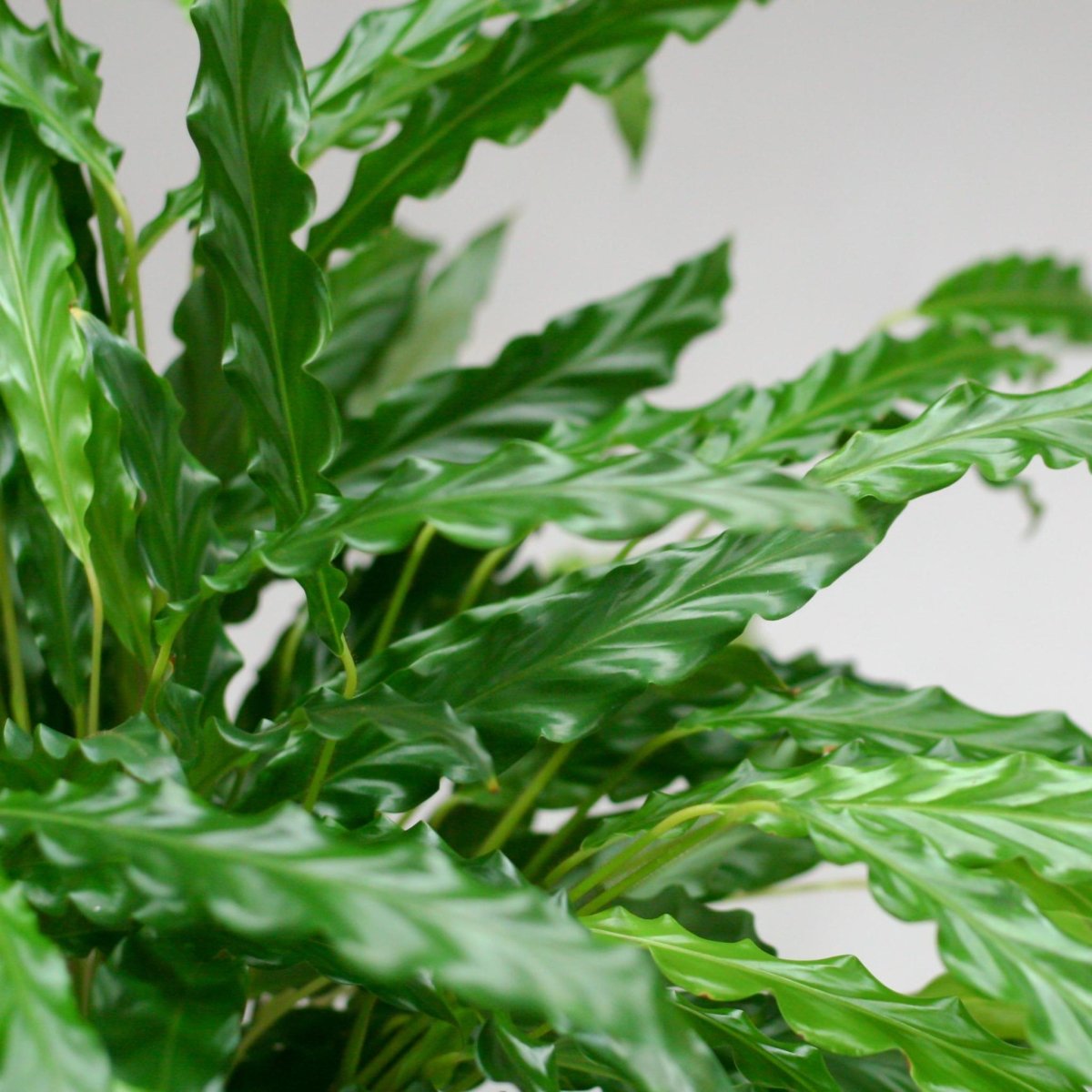 Calathea Rufibarba met pot 2 - LushLeaf | Online planten bestellen