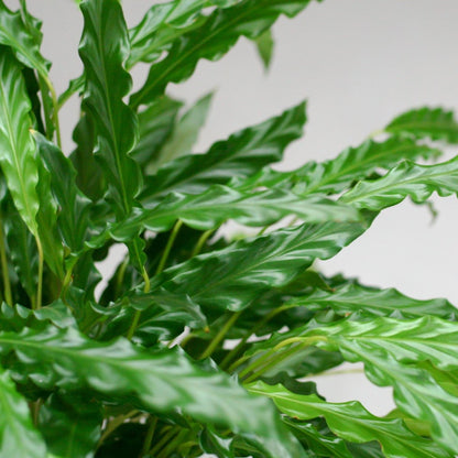 Calathea Rufibarba met pot 2 - LushLeaf | Online planten bestellen