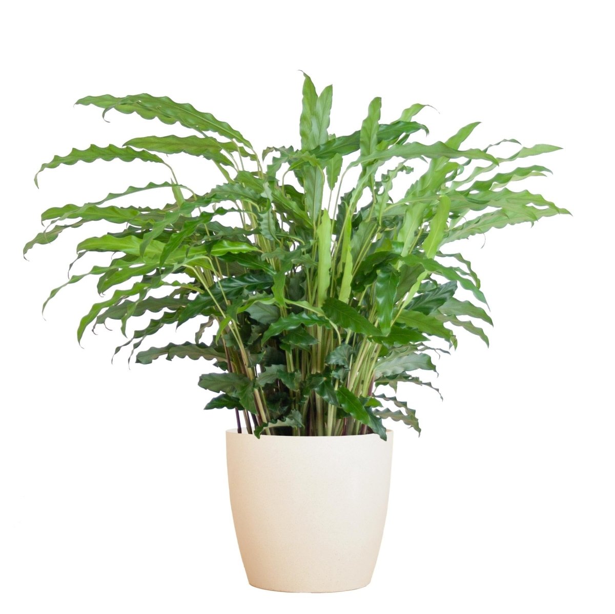 Calathea Rufibarba met pot 6 - LushLeaf | Online planten bestellen