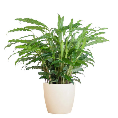 Calathea Rufibarba met pot 6 - LushLeaf | Online planten bestellen