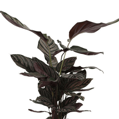 Calathea Sanderiana 2 - LushLeaf | Online planten bestellen