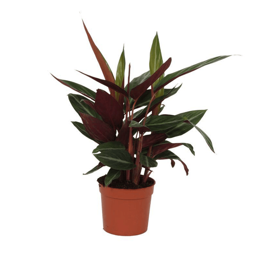 Calathea Stripestar 1 - LushLeaf | Online planten bestellen