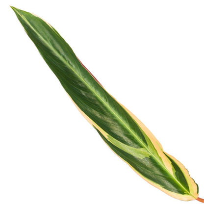 Calathea Triostar (Stromanthe) 3 - LushLeaf | Online planten bestellen