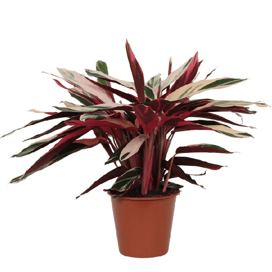 Calathea Triostar (Stromanthe) 1 - LushLeaf | Online planten bestellen