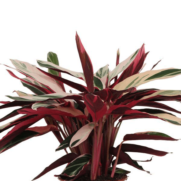 Calathea Triostar (Stromanthe) 2 - LushLeaf | Online planten bestellen