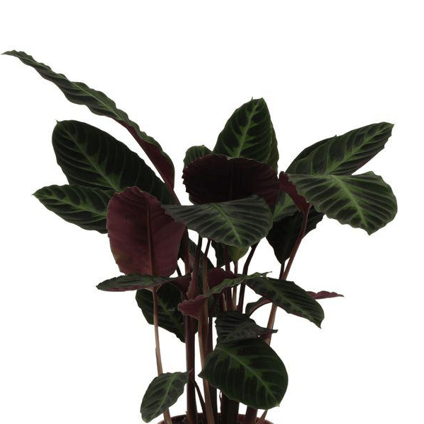 Calathea Warscewiczii 2 - LushLeaf | Online planten bestellen